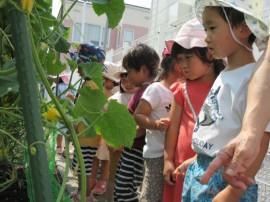 🍆野菜の収穫🥬