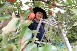 🍎りんご狩り🍎