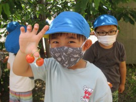 🍒 さくらんぼ狩り 🍒