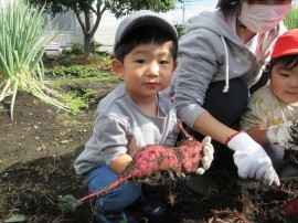 🍠 さつまいも堀り(ちゅうりっぷ組) 🍠