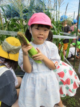 🌽 菜園 収穫 🌽