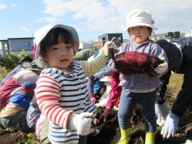 🍠 さつまいも堀り 🍠